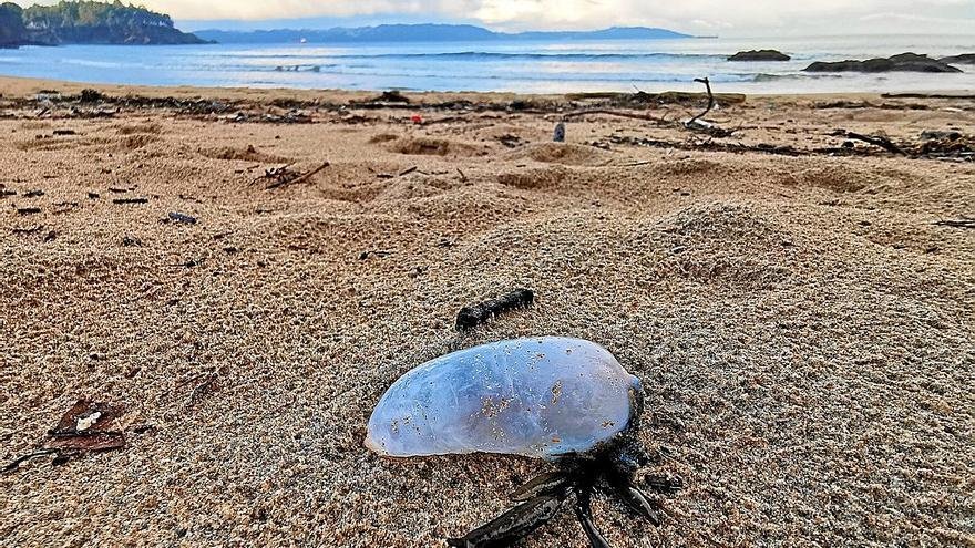 Reportan En Playa De Yucatán Presencia De Medusas Carabela, Que Son ...