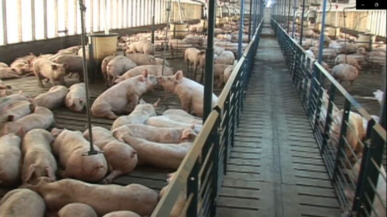 Ambientalistas exigen revisión de Granjas Carroll dedicadas a la crianza de cerdos por contaminación en Veracruz