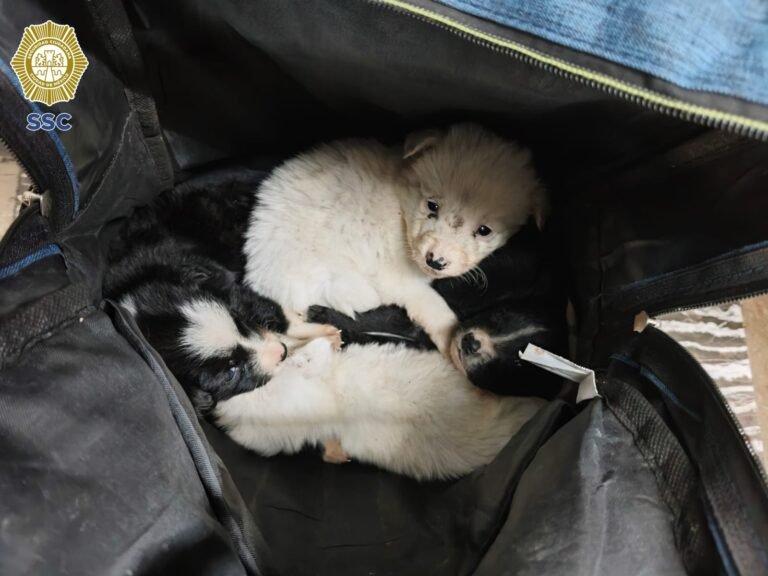 Abandonan a 4 cachorritos en la estación Indios Verdes, fueron dejados en una mochila