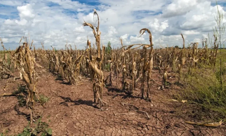 Producción de granos en México caería a su nivel más bajo en 25 años