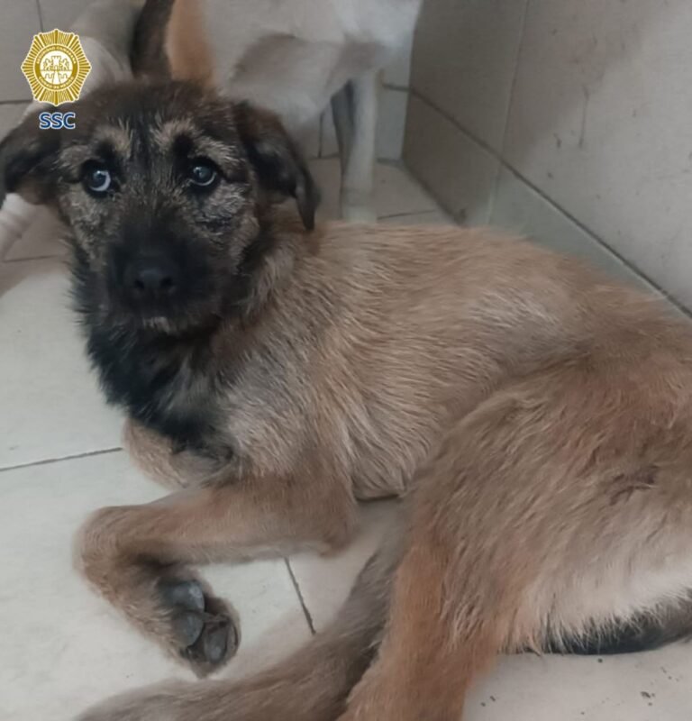Rescatan a dos perritos abandonados en calles de la alcaldía Tlalpan