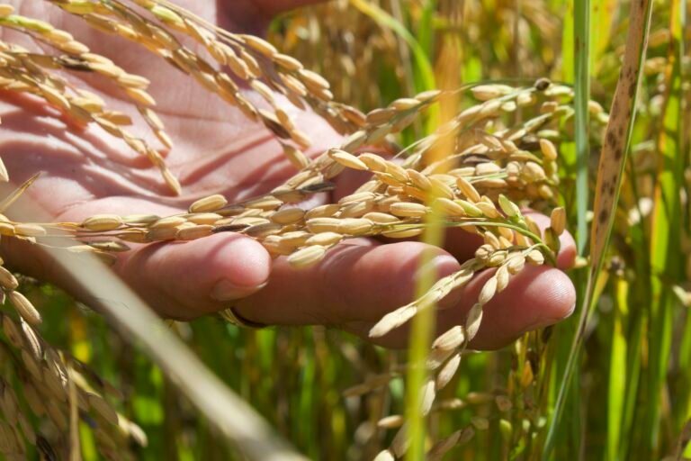 Agricultura lanza convocatoria para fortalecer el cultivo de arroz en Campeche con semilla certificada y paquete de insumos