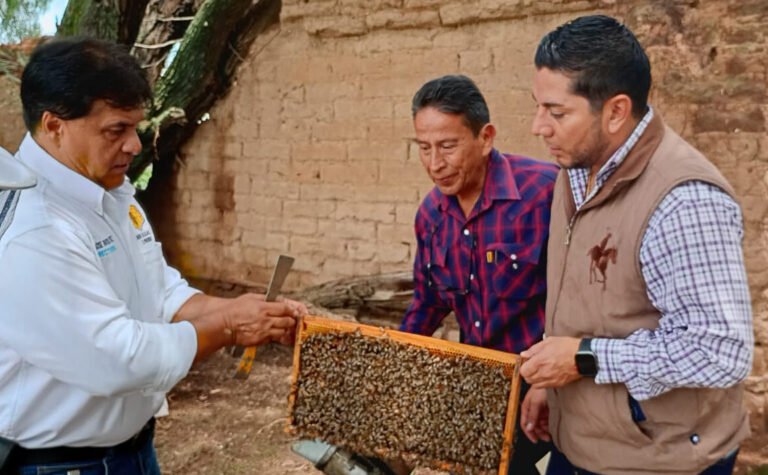 Agricultura refuerza control de abeja africana con cambio anual de abejas reina seleccionadas y mejoradas
