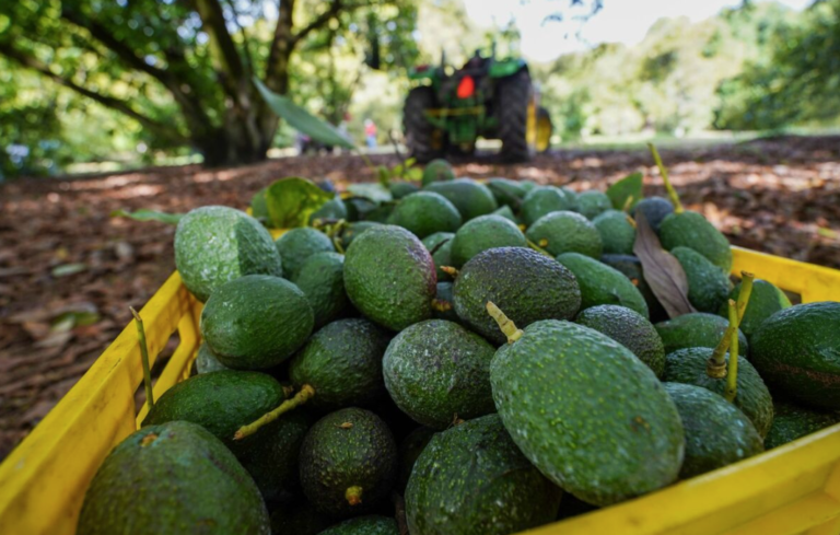 El aguacate de Colima ya se podrá comercializar en todo el mundo