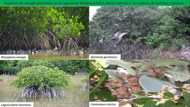 El riesgo ambiental por derrame de hidrocarburos en el Río Tuxpan