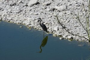 Aves migratorias en el Río San Pedro, municipio de Meoqui