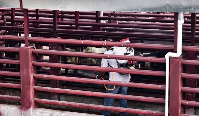 Estrategia sanitaria contra el gusano barrenador muestra avances en Tamaulipas, Veracruz y San Luis Potosí