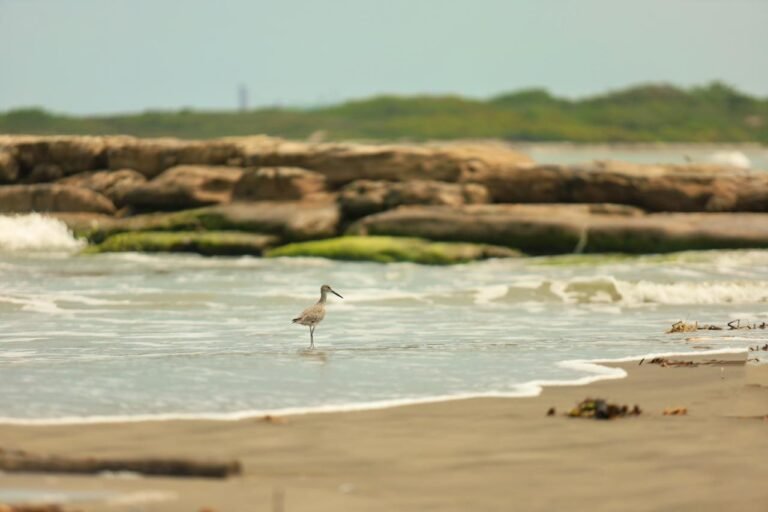 ¿Quién dijo miedo? PVEM invita a visitar playas de Tabasco sin temor alguno