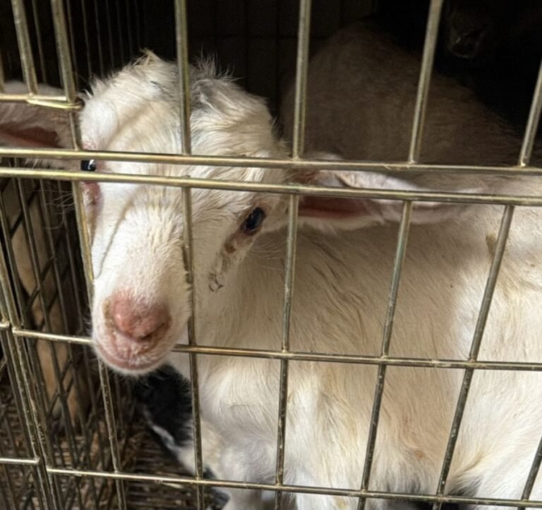 FOTOS:Rescatan 700 animales que sufrían maltrato animal en fraccionamiento de Ecatepec, Edomex