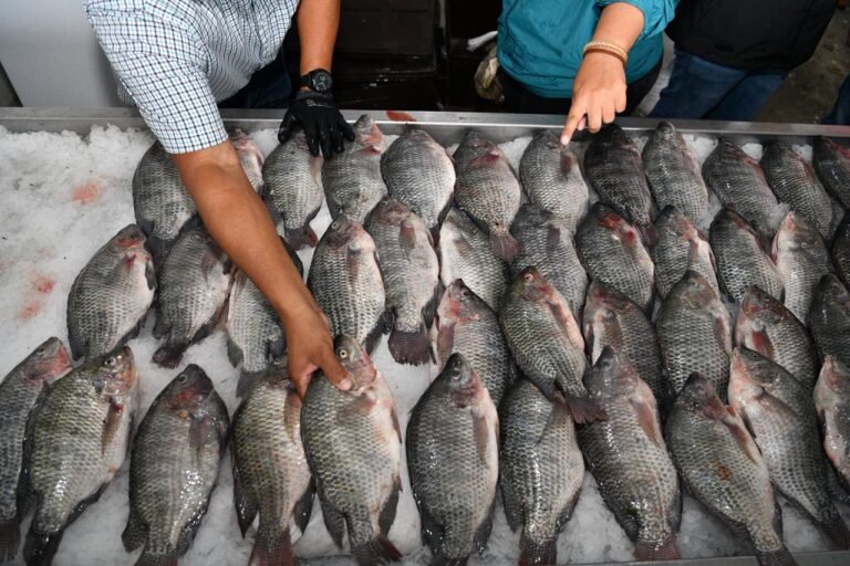 ¿Una mojarrita? Pretenden vender 3 mil toneladas de “Pescando Vida” en Tabasco