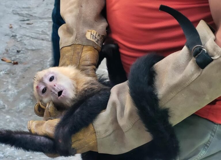 Rescatan 10 monos capuchino en Tabasco; los trasladaban ilegalmente