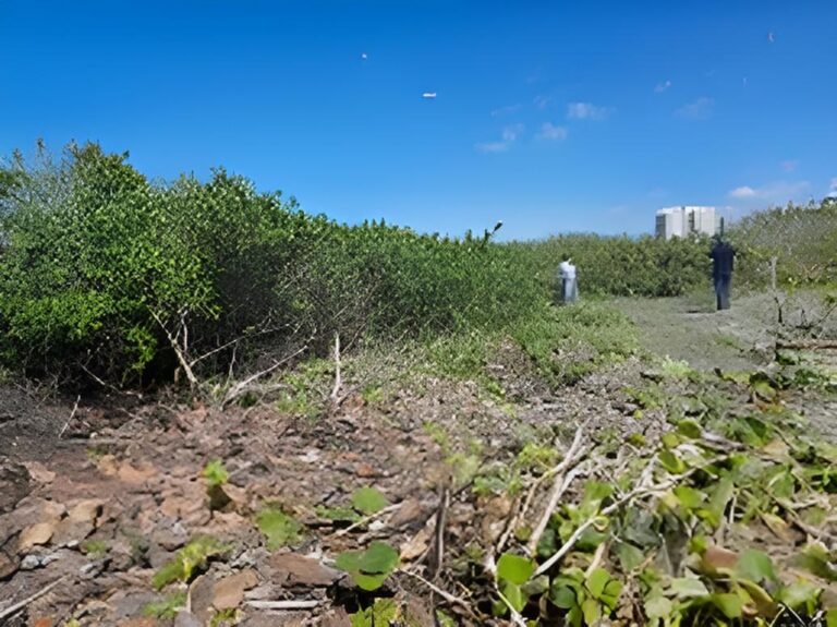 Tres hombres acusados por devastar el ecosistema en Yucatán pagaran delito con trabajo comunitario y promoción ambiental