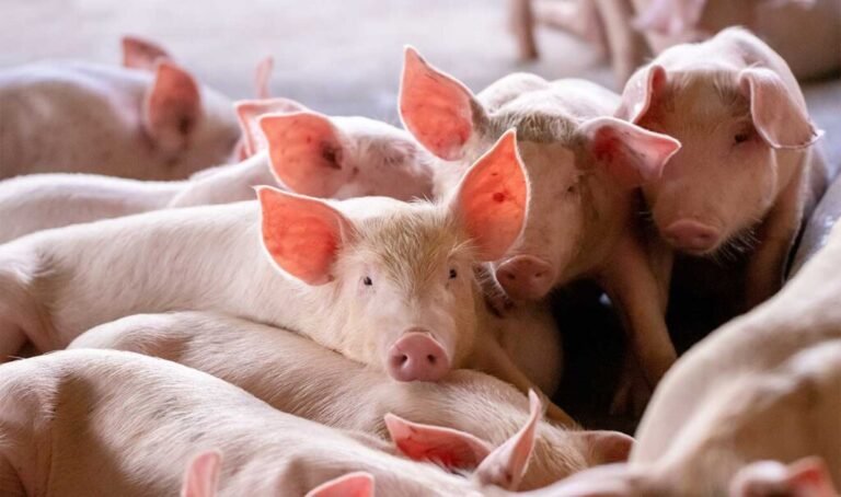 Alianza histórica en Yucatán: Semarnat, Profepa y SDS unen fuerzas para regular la industria porcina