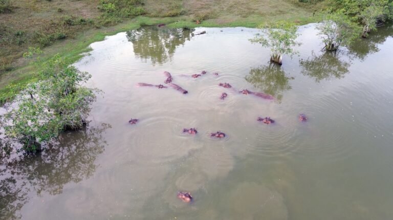Gobierno de Colombia busca autorizar el sacrificio de al menos 80 hipopótamos
