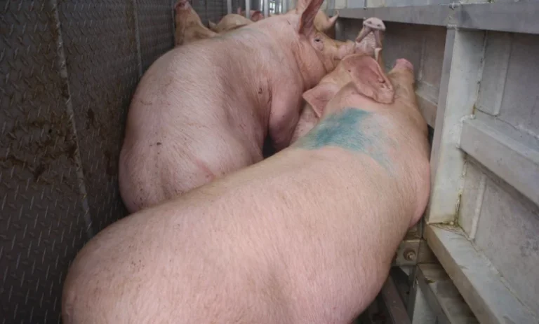 México suspende importaciones de algunos productos de cerdo estadunidense por pseudorrabia