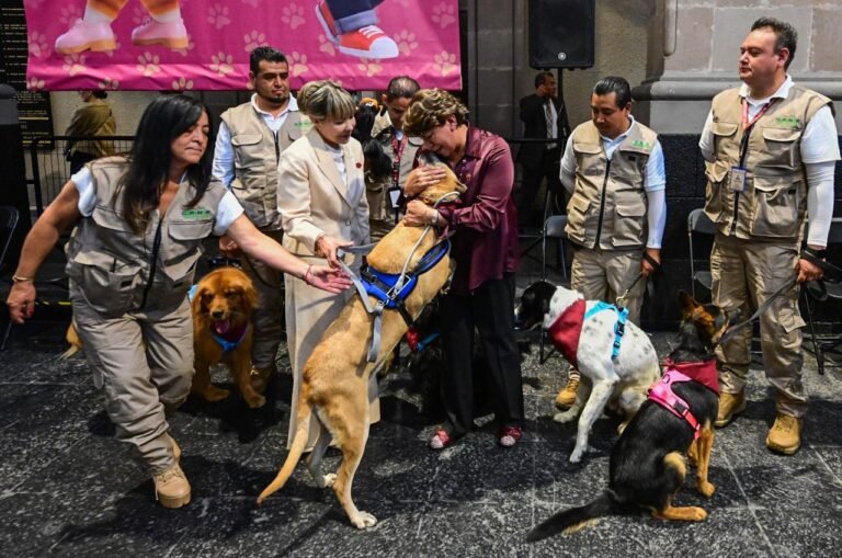 Entra en vigor Ley de Protección, Cuidado y Bienestar Animal del EdoMéx, referente nacional que endurece sanciones por maltrato
