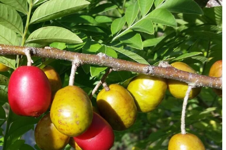 Ruta del mango promueve el turismo agroalimentario de México