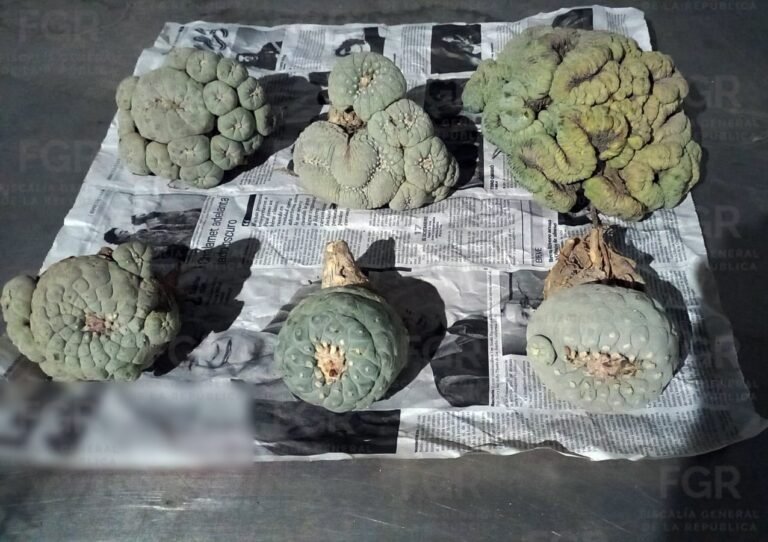 La FGR investiga el envío ilegal de peyote asegurado en una empresa de paquetería en Sonora