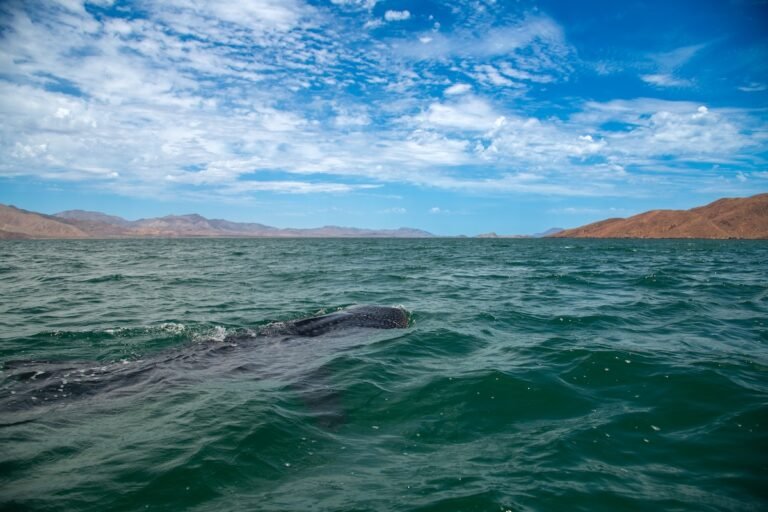 Inicia la temporada de avistamiento de tiburón ballena en Bahía de los Ángeles bajo un modelo de turismo sustentable