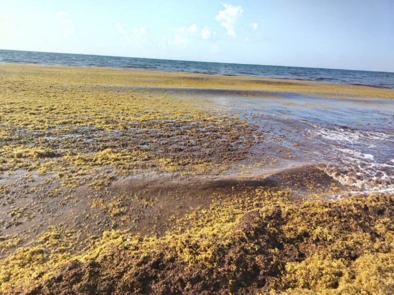 Investigadores del CICY analizan la mortandad de peces en Puerto Morelos y señalan al sargazo como hipótesis principal