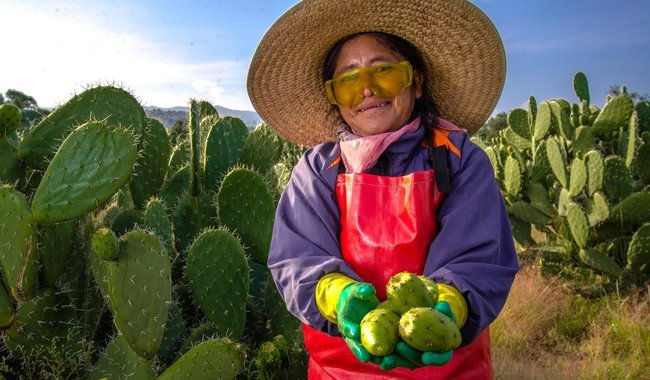 El Estado de México se consolida como el líder nacional en la producción de tuna