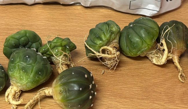 Asegura Profepa cactos en peligro de extinción y una tarántula en empresa de paquetería