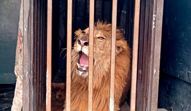 Aseguran un león africano mantenido en condiciones de hacinamiento en un domicilio de Matamoros