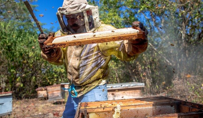 México se consolida como noveno exportador mundial de miel tras alcanzar 60 mil toneladas de producción
