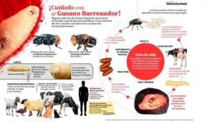 Gusano Barrenador / Foto: UNAM