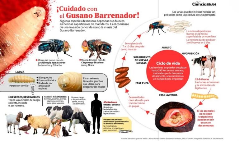 Gusano Barrenador / Foto: UNAM