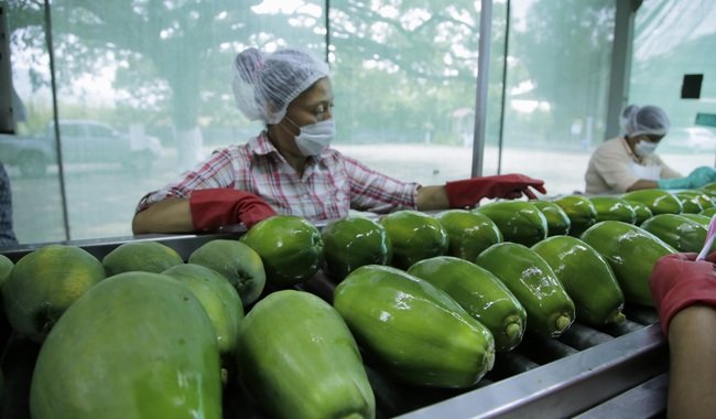 Más de 5,900 unidades productivas fortalecen su inocuidad en 2026