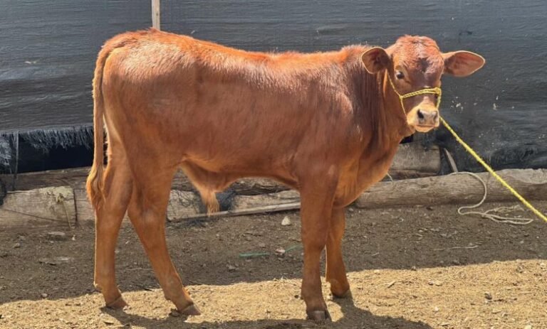Crecen casos de gusano barrenador en Tamaulipas; suman 24 activos